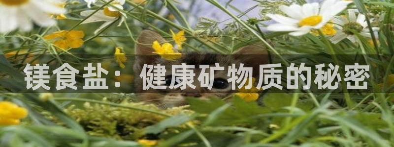 威九国际v96bet下载